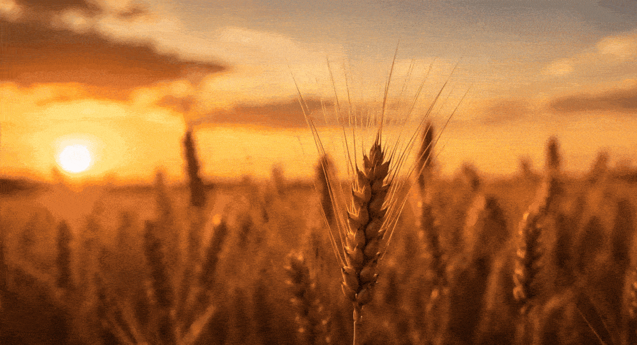 field